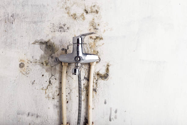 Reliable White Mountain Lake, AZ Mold Remediation Solutions