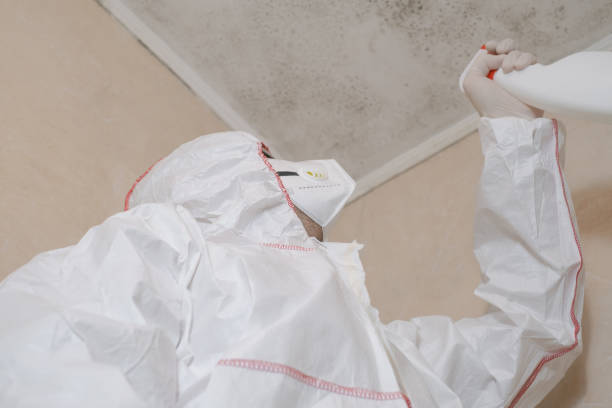 Best Basement Mold Remediation in White Mountain Lake, AZ