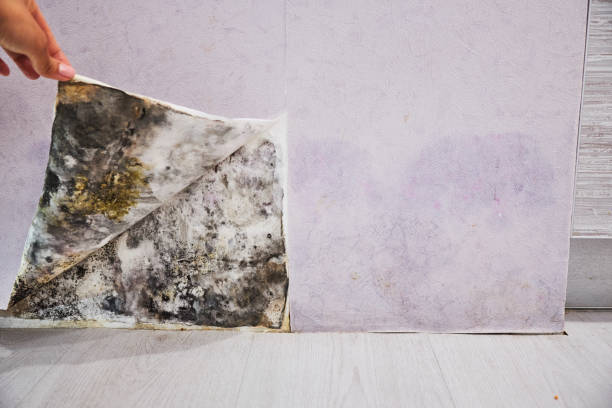 Best Bathroom Mold Remediation in White Mountain Lake, AZ